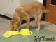 Travel Pet Dish RV Camper