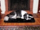 Snoozzy Comforter Sleeper Black Pet Bedding 18" x 13" for Dogs & Cats