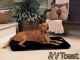 Snoozzy Comforter Pet Bedding Black 29" x 18" Dogs & Cats